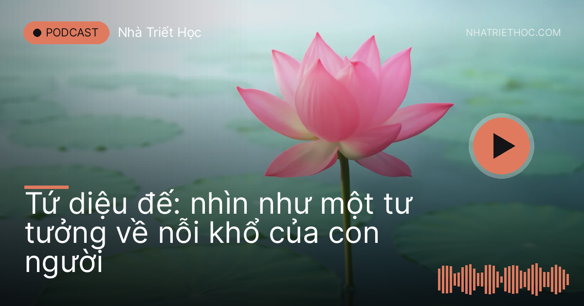 Bông sen hồng nở trên mặt hồ buổi sáng sớm